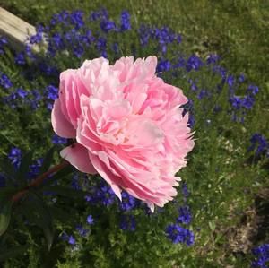 Meet your Posher, Deanne